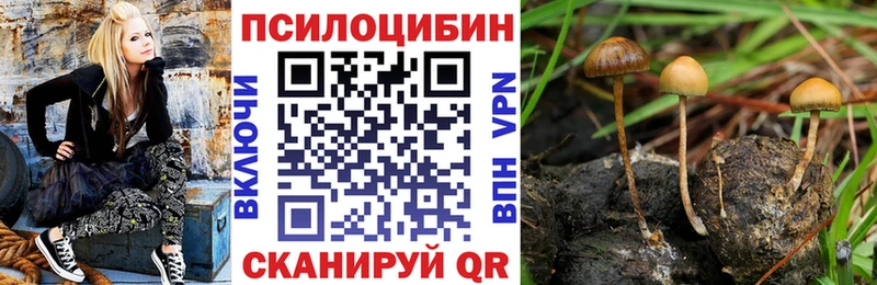 как найти закладки  Кубинка  Псилоцибиновые грибы Psilocybe 